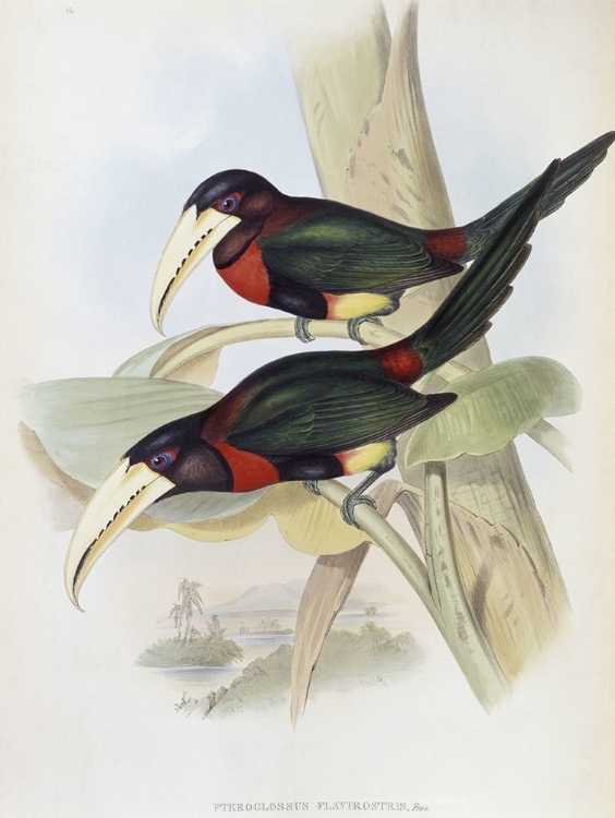 Picture of YELLOW-BILLED ARACARI (TOUCAN)