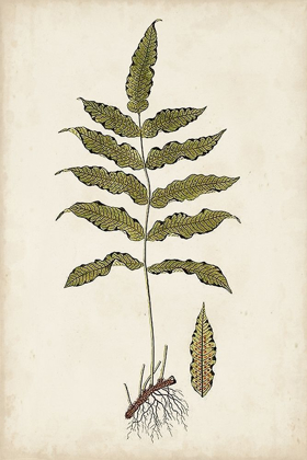 Picture of FERN BOTANICAL III