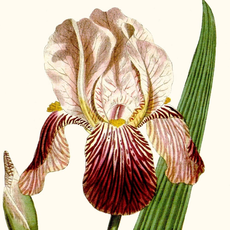 Picture of CROPPED ANTIQUE BOTANICAL VIII