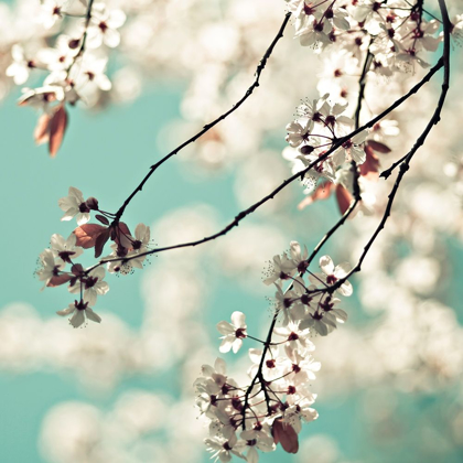 Picture of WHITE BLOSSOMS