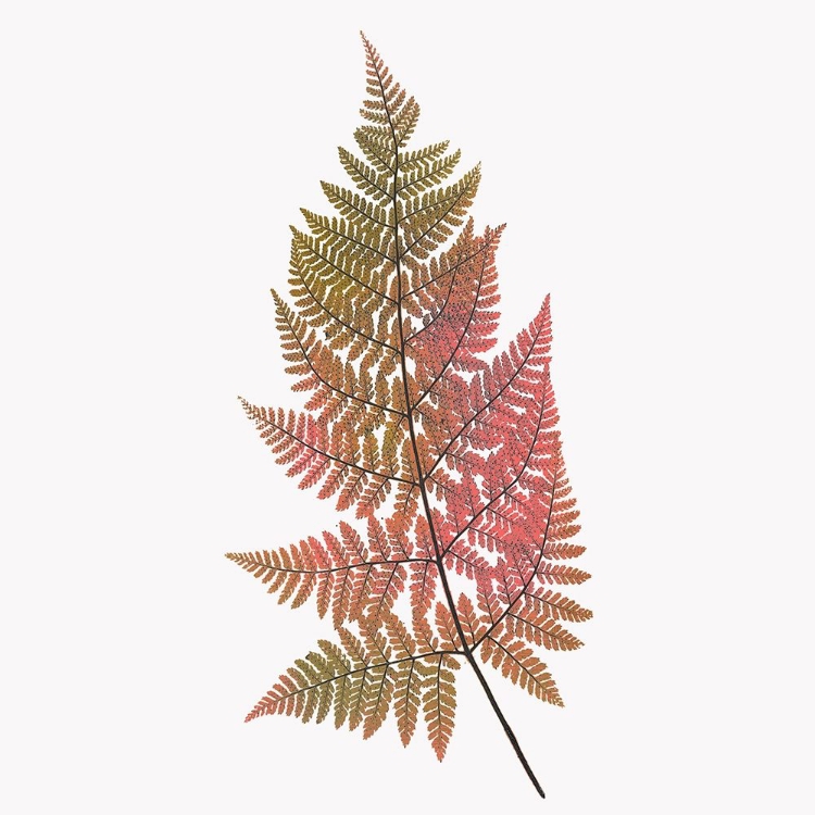 Picture of CORAL FERN GOLD 1