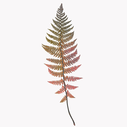 Picture of CORAL FERN GOLD 2