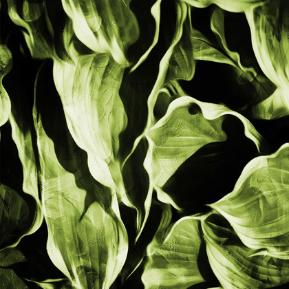 Picture of GREEN HUE LEAVES