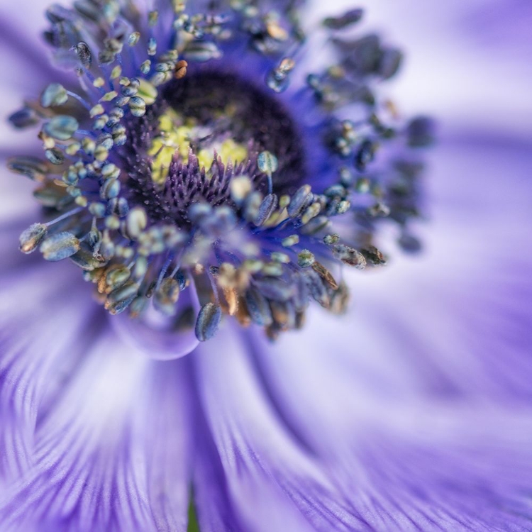 Picture of SPRING ANEMONE I