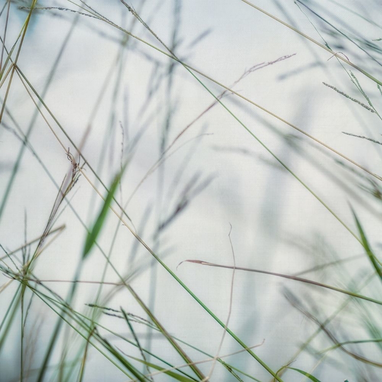 Picture of BLUFF GRASS II