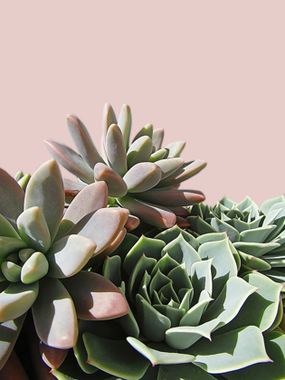 Picture of PINK GREEN SUCCULENTS