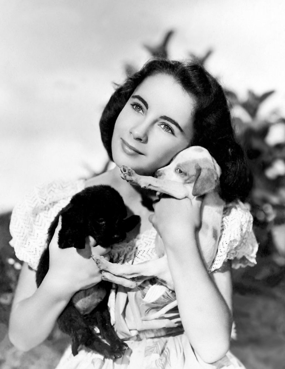 Picture of ELIZABETH TAYLOR WITH PUPPIES