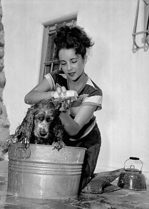 Picture of ELIZABETH TAYLOR WASHING A DOG