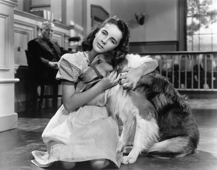 Picture of ELIZABETH TAYLOR WIH LASSIE