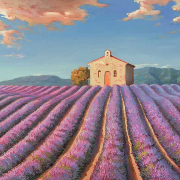 Picture of CAMPI DI LAVANDA