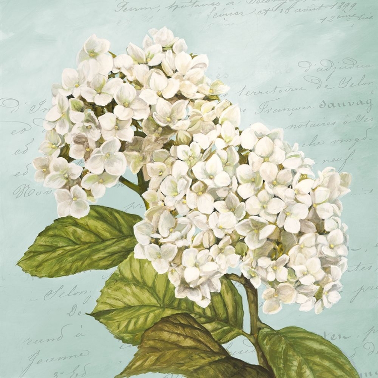 Picture of HYDRANGEAS III (AQUA)