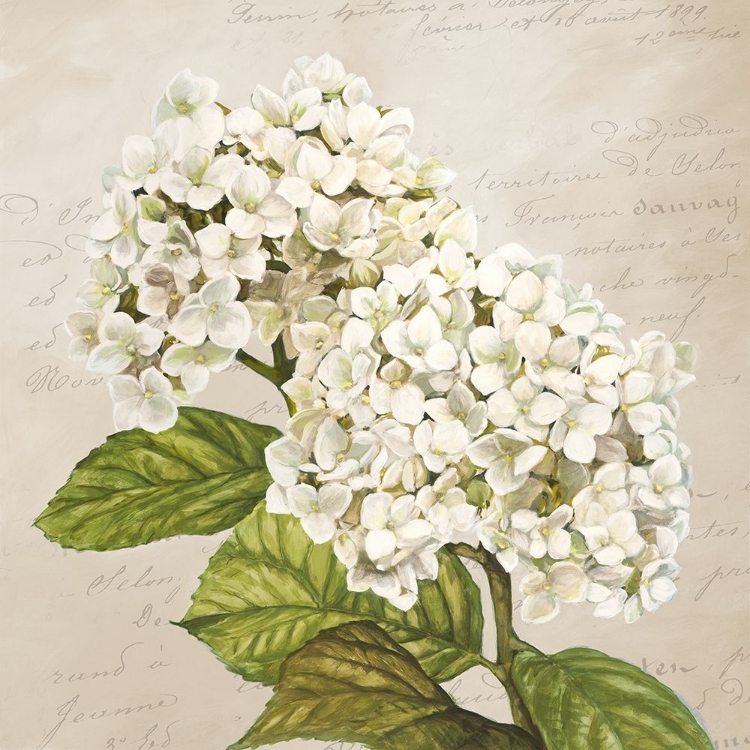 Picture of HYDRANGEAS III (NEUTRE)