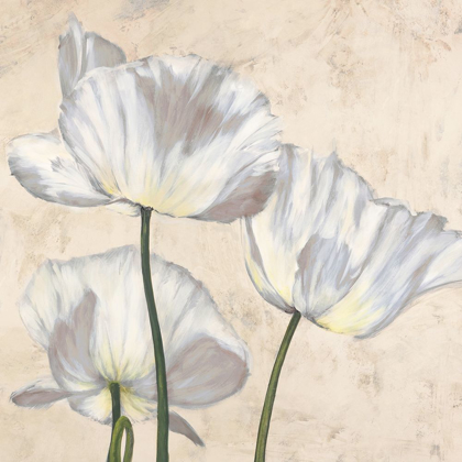 Picture of POPPIES IN WHITE II