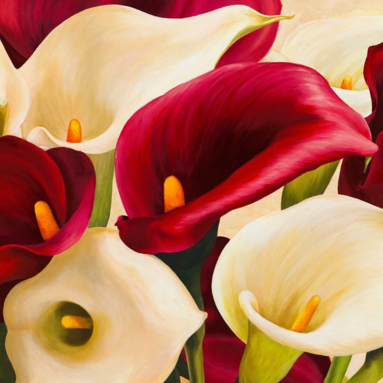 Picture of CALLA COMPOSITION