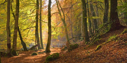 Picture of AUTUMN BEECH WOODS BIRKS O ABERFELDY