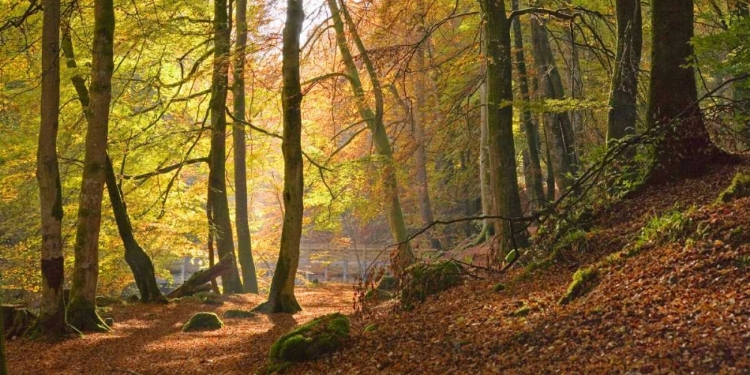 Picture of AUTUMN BEECH WOODS BIRKS O ABERFELDY