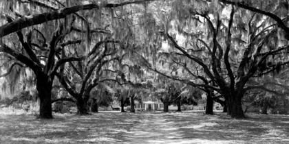 Picture of AVENUE OF OAKS, SOUTH CAROLINA