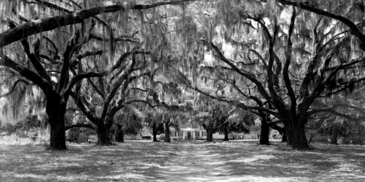 Picture of AVENUE OF OAKS, SOUTH CAROLINA