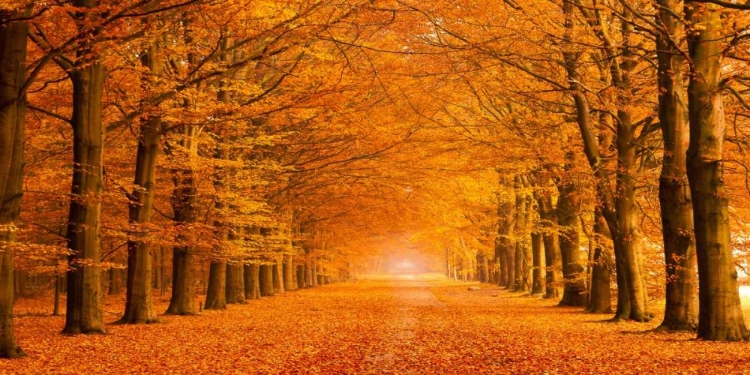 Picture of WOODS IN AUTUMN