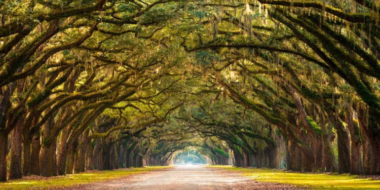 Picture of PATH LINED WITH OAK TREES