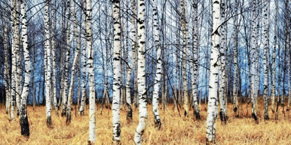 Picture of BIRCH GROVE IN AUTUMN