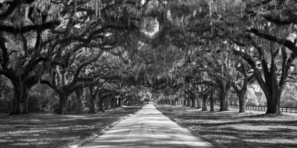 Picture of TREE LINED PLANTATION ENTRANCE, SOUTH CAROLINA