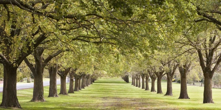 Picture of ROWS OF TREES BORDERING GREENSWARD