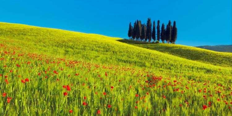 Picture of CYPRESS AND CORN FIELD, TUSCANY, ITALY