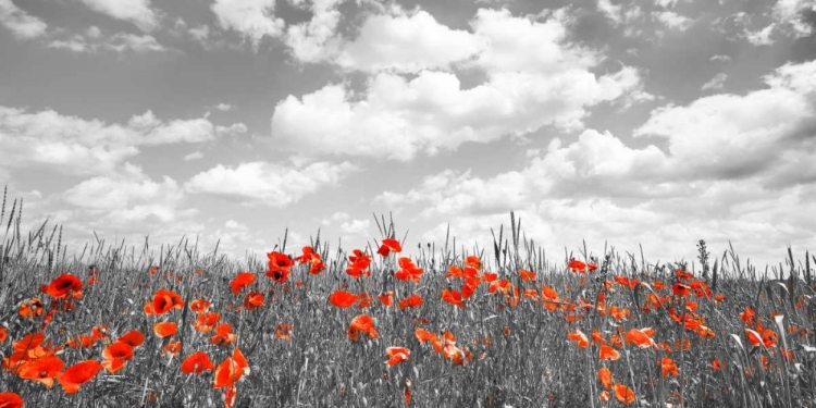 Picture of POPPIES IN CORN FIELD, BAVARIA, GERMANY