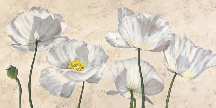 Picture of POPPIES IN WHITE