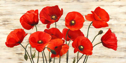 Picture of FRENCH POPPIES