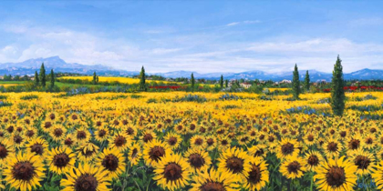 Picture of GIRASOLI