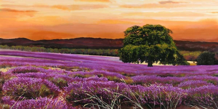 Picture of CAMPO DI LAVANDA