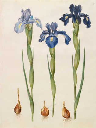 Picture of IRIS XIPHIOIDES