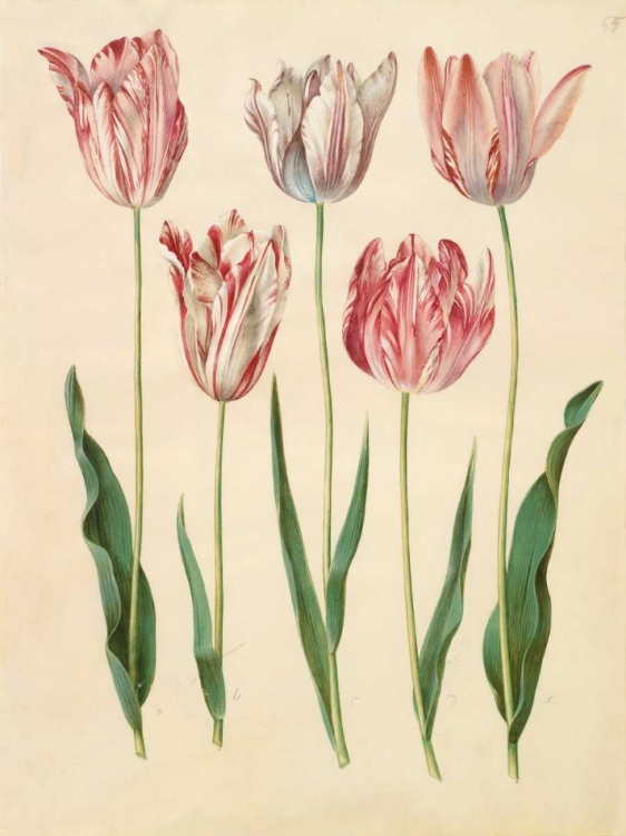 Picture of TULIPA GESNERIANA