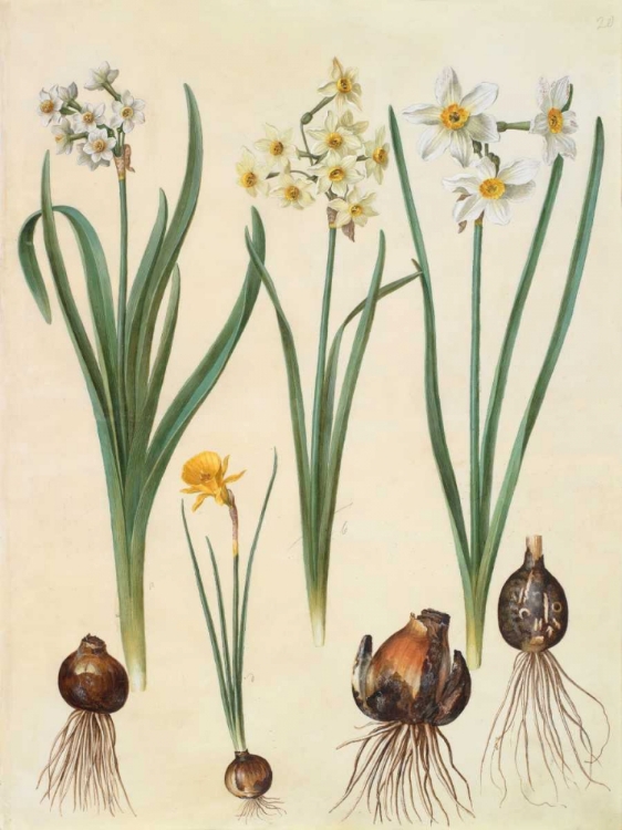 Picture of NARCISSUS