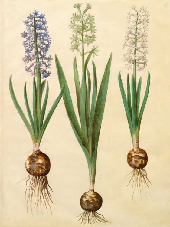 Picture of HYACINTHOIDES ORIENTALIS