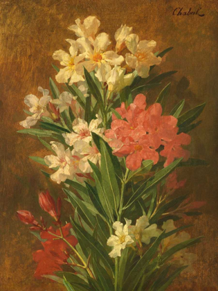 Picture of ROT UND WEISS BLUHENDER OLEANDER