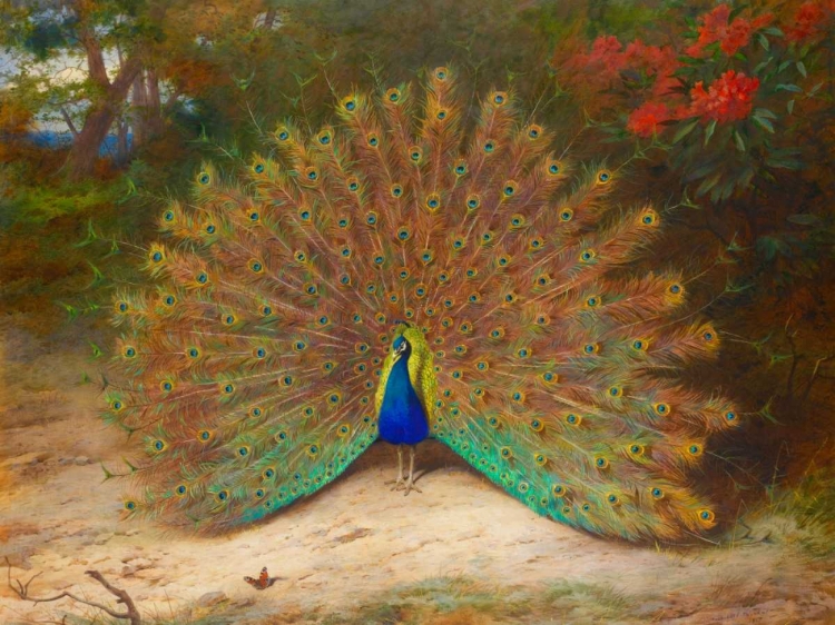 Picture of PEACOCK AND PEACOCK BUTTERFLY