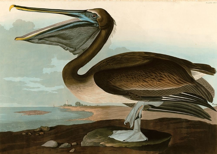 Picture of BROWN PELICAN