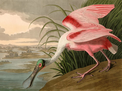 Picture of ROSEATE SPOONBILL