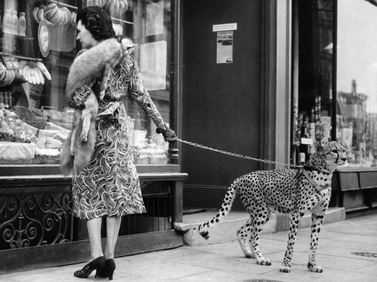 Picture of ELEGANT WOMAN WITH CHEETAH