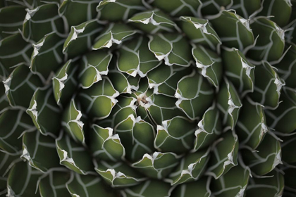 Picture of CIRCULAR PATTERN SUCCULENT