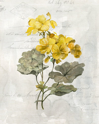 Picture of CANARY LINEN GERANIUM