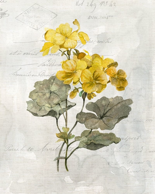 Picture of CANARY LINEN GERANIUM