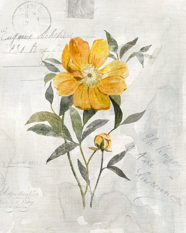 Picture of CANARY LINEN PEONY