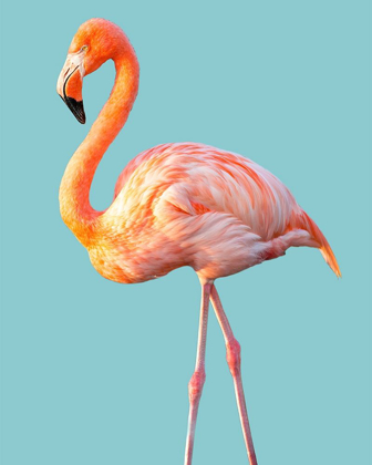 Picture of FLAMINGO