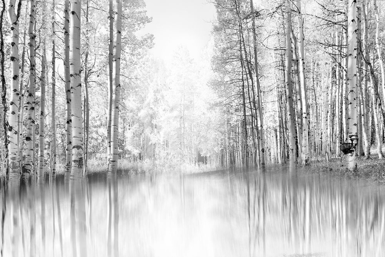 Picture of ASPEN REFLECTION