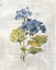 Picture of BLUE LINEN GERANIUM