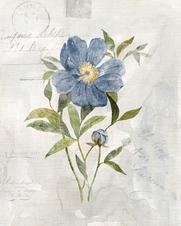 Picture of BLUE LINEN PEONY
